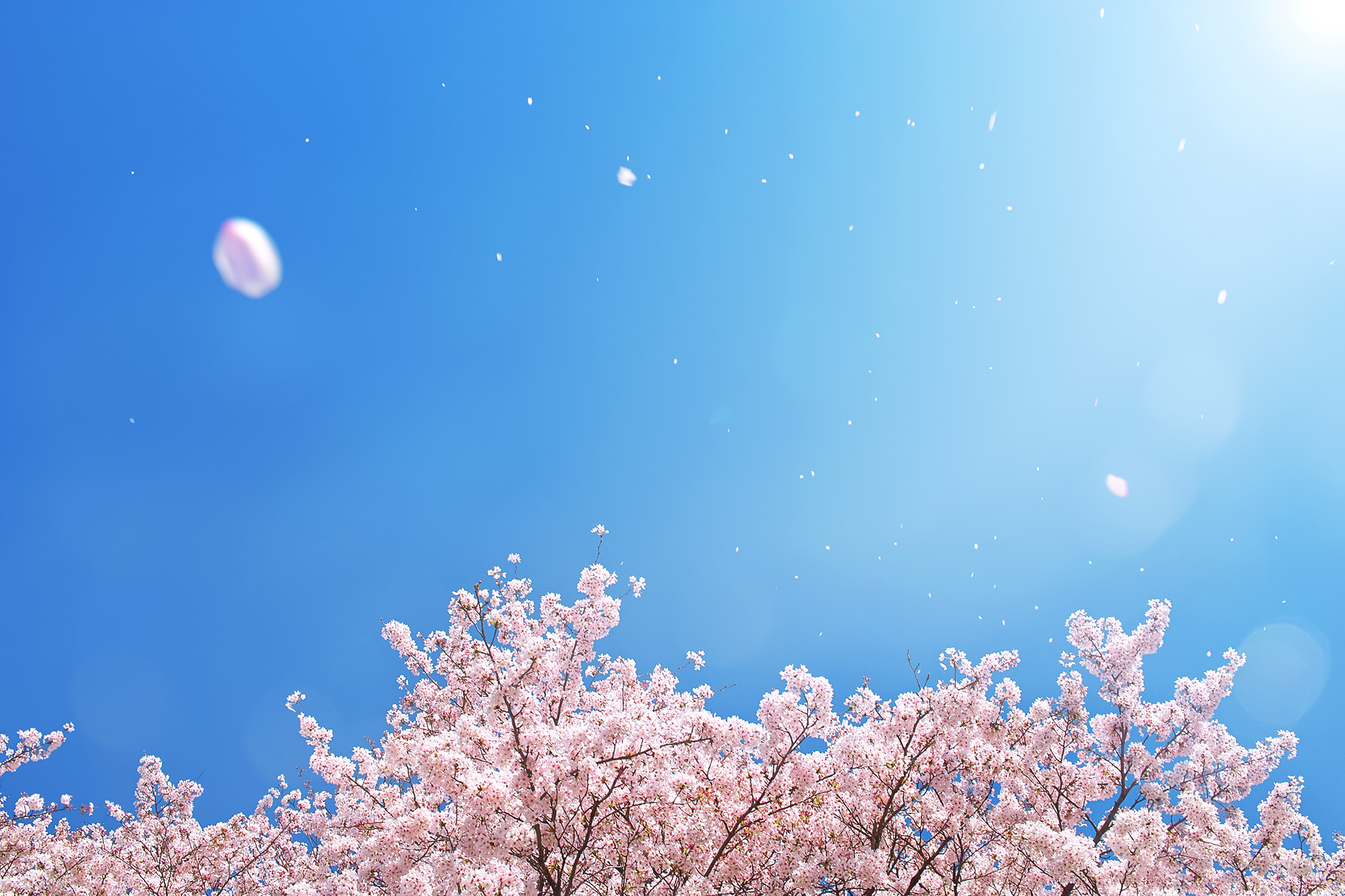 桜の季節に空撮を始めてみたい人必見 ドローン空撮基礎の基礎 ドローンステーションブログ Drone Station Blog